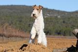 FOX TERRIER 391